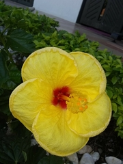 Hibiscus rosa-sinensis