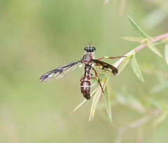 Daptolestes limbipennis