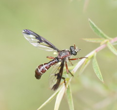 Daptolestes limbipennis