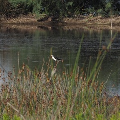 Himantopus himantopus