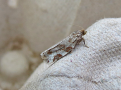Archips mortuana