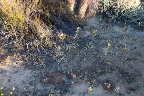 Albuca secunda