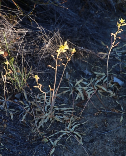 Albuca secunda