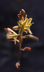Albuca secunda