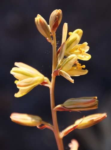 Albuca secunda