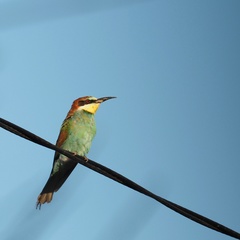 Merops apiaster