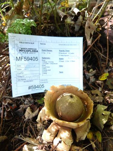 Geastrum triplex