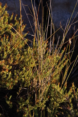 Ehrharta thunbergii