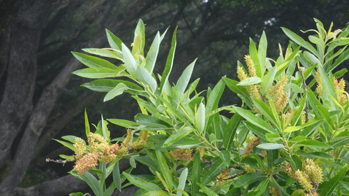 Salix pedicellata image