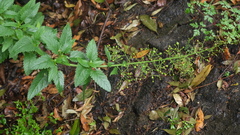 Scrophularia glabrata image