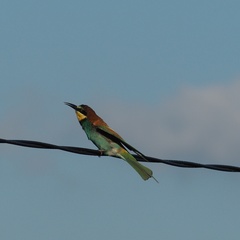 Merops apiaster