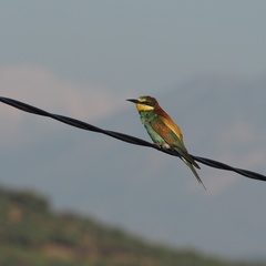 Merops apiaster