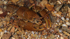 Cambaroides similis