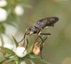 Daptolestes limbipennis