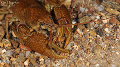 Cambaroides similis