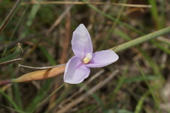 Patersonia occidentalis occidentalis