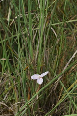 Patersonia occidentalis occidentalis