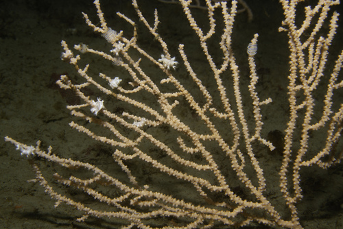 Candiella odhneri