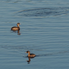 Tachybaptus ruficollis