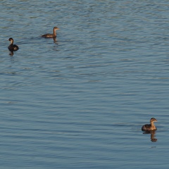 Tachybaptus ruficollis