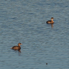 Tachybaptus ruficollis