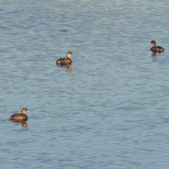 Tachybaptus ruficollis