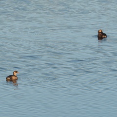 Tachybaptus ruficollis