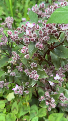 Tradescantia cerinthoides