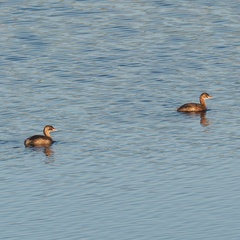 Tachybaptus ruficollis
