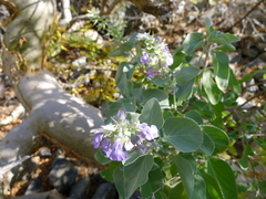 Salvia platycheila