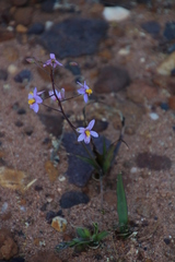 Cyanella