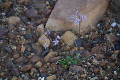 Cyanella