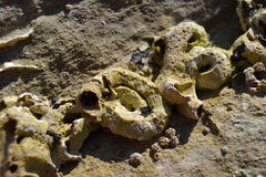 Thylacodes arenarius