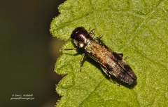 Agrilini