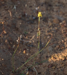 Moraea inconspicua