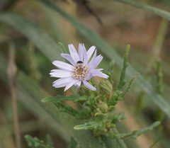 Olearia asterotricha