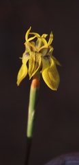 Moraea inconspicua