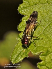 Agrilini