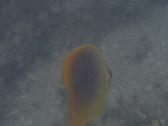 Chaetodon aureofasciatus