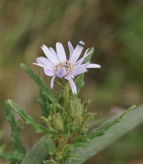 Olearia asterotricha
