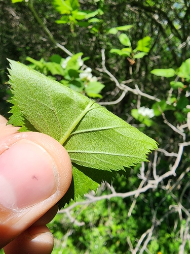 Image of Crataegus coccinea by (c) Étienne Léveillé-Bourret, some rights reserved (CC BY)