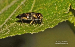 Agrilini
