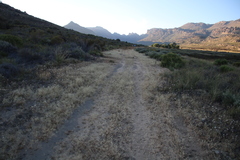 Pentameris airoides airoides