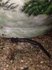 Batrachoseps major major