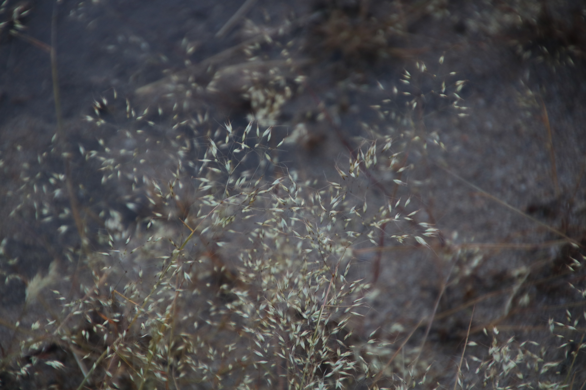 Pentameris airoides ssp. airoides