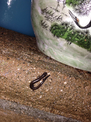 Batrachoseps major major