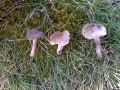 Inocybe