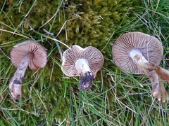 Inocybe