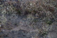 Pentameris airoides airoides