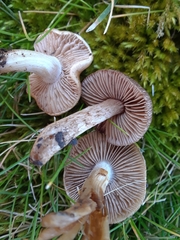 Inocybe